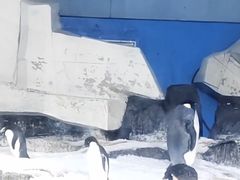 -海合安武汉极地海洋公园