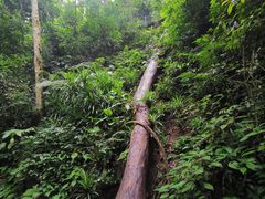 -西双版纳原始森林公园