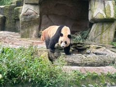 -中国大熊猫保护研究中心雅安碧峰峡基地