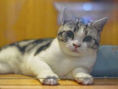 -Pets First伊珊娜洗护·精致美容·家庭式寄养(新会路店)
