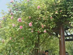 -鹅湖玫瑰文化园