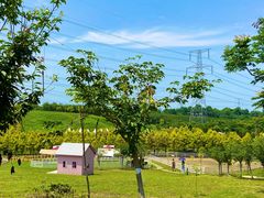 -紫颐香薰山谷景区