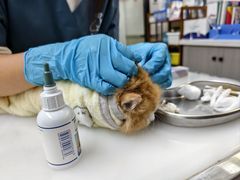 -爱妮康宠物医院·干细胞免疫细胞·肿瘤·心脏(张江店)