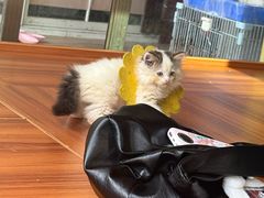 -楼上猫咖(罗湖店)