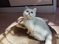 -lincat·猫舍(广州店)