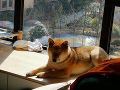 -谐和益家动物医院·免疫绝育·血液透析·宠保定点医院(高新伊藤分院)