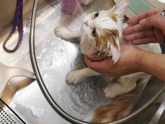 -PETKIT小佩宠物·低压洗护(国顺东路店)