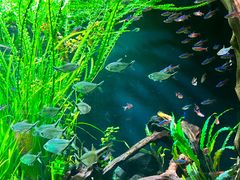 -上海海洋水族馆