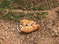 -西安秦岭野生动物园