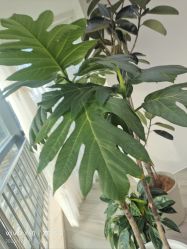 -HEYAN荷妍专业脱毛连锁机构