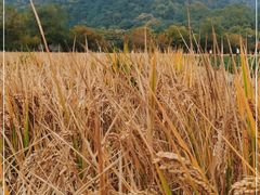 -八卦田遗址公园