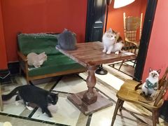 -猫色咖啡·猫咖