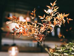 -Carbon莫卡哆·意大利复古集市餐厅(杭州大厦店)