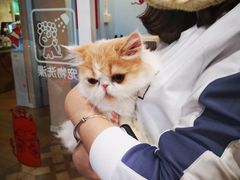 -70cat德文卷毛猫·缅因猫纯种猫舍