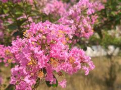 -广富林郊野公园