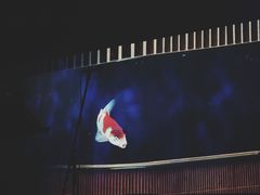-九龙湾国际展贸中心STAR HALL汇星