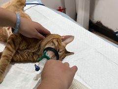 -灵美宠物诊所
