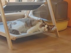 -唐小姐の私宠·宠物洗护美容·撸猫馆·购宠(周浦万达旗舰店)