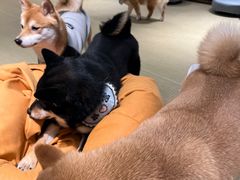 -逗柴咖啡屋·狗咖猫咖宠物桌游