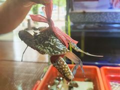 -巽寮印象美食部落餐厅·海鲜·地方特色菜(惠州体验店)