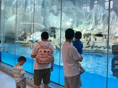 -帝企鹅自助餐厅•儿童岛•真企鹅(长隆企鹅酒店)