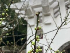 -无锡梅园公园