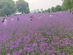 -花博汇(知音花月夜)