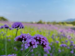-西京湾花海