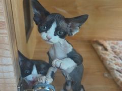 -山宅一喵德文卷毛猫舍