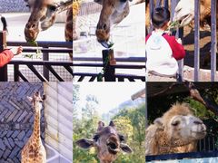 -泉州海丝野生动物世界