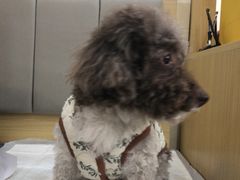 -美联众合动物医院·24h转诊中心