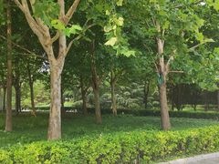 -大望京公园