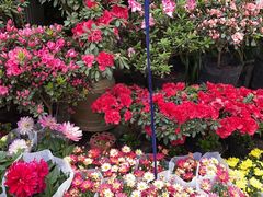 -青石桥花鸟鱼虫市场(叠翠城店)