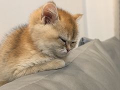 -派特宠物医院(圆融广场店)