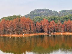 -青龙山国家森林公园