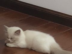 -lincat·猫舍(广州店)