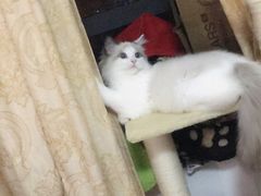 -Bastet sally猫舍购宠(静安店)