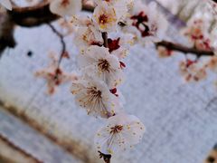 -伊犁河风景区