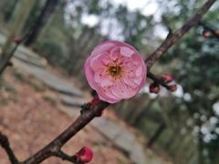 -游子山休闲旅游区