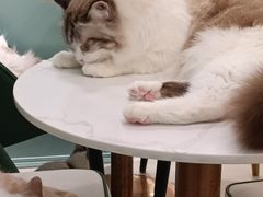 -安格丽娜·狗咖·猫咖羊驼咖(春熙路百盛商场店)
