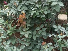 -人民公园(罗湖区)