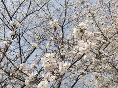 -西北湖绿化广场