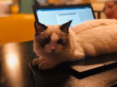 -猫小院猫主题咖啡厅(北锣店)