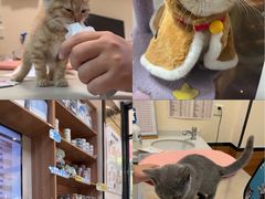 -艾贝尔宠物医院 ·内科全科(梁溪路店)