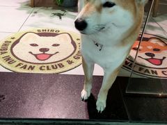 -柴务处·柴犬主题狗咖