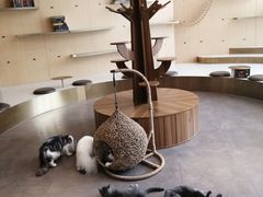 -飞行喵MR PILOT|猫舍·猫咖(静安大融城店)