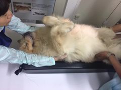 -北京观赏动物医院·24小时大型综合·猫专科·异宠专科