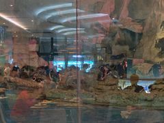 -帝企鹅自助餐厅•儿童岛•真企鹅(长隆企鹅酒店)