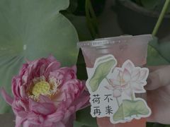 -花之城