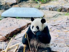 -广州长隆野生动物世界